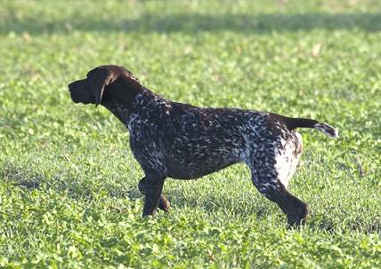 Sophie Vom geestmoor