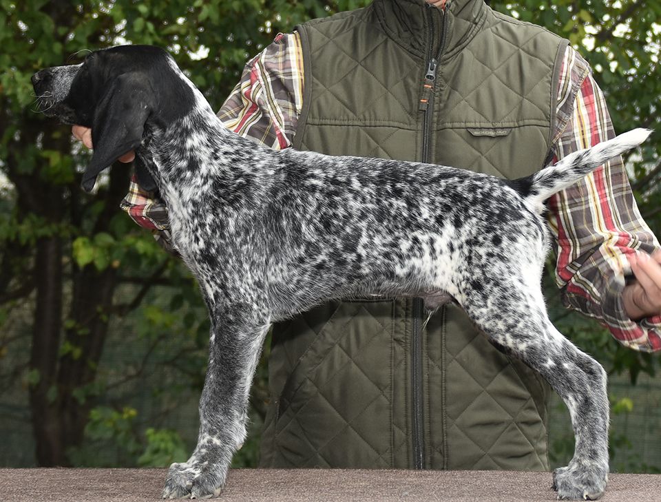 Karpaten Irbis - Chiots disponibles - Braque allemand à poil court