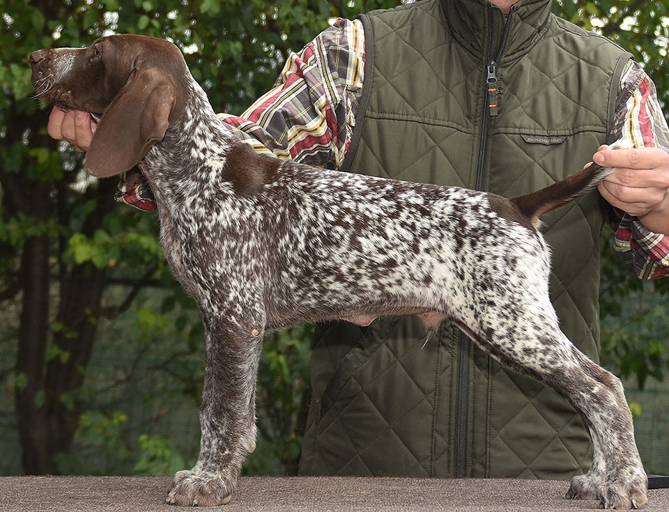 Karpaten Irbis - Chiots disponibles - Braque allemand à poil court