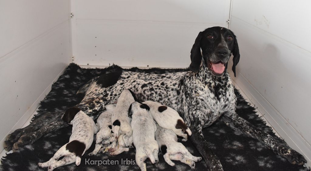 Chiot Braque allemand à poil court Karpaten Irbis